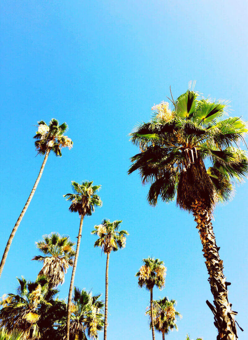 Palm trees lining the streets of L.A. as we left.