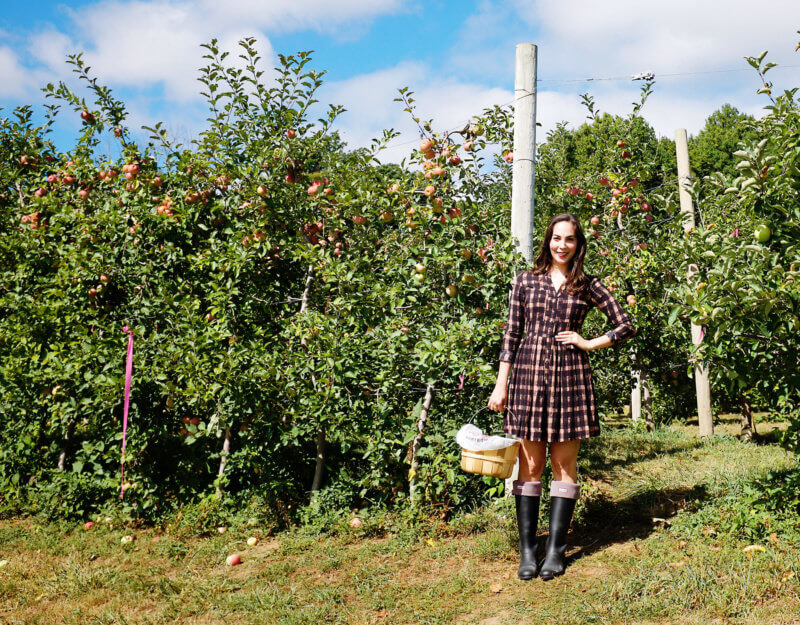 She's So Bright - Eva apple picking in an Anthropologie dress and Hunter Wellington boots