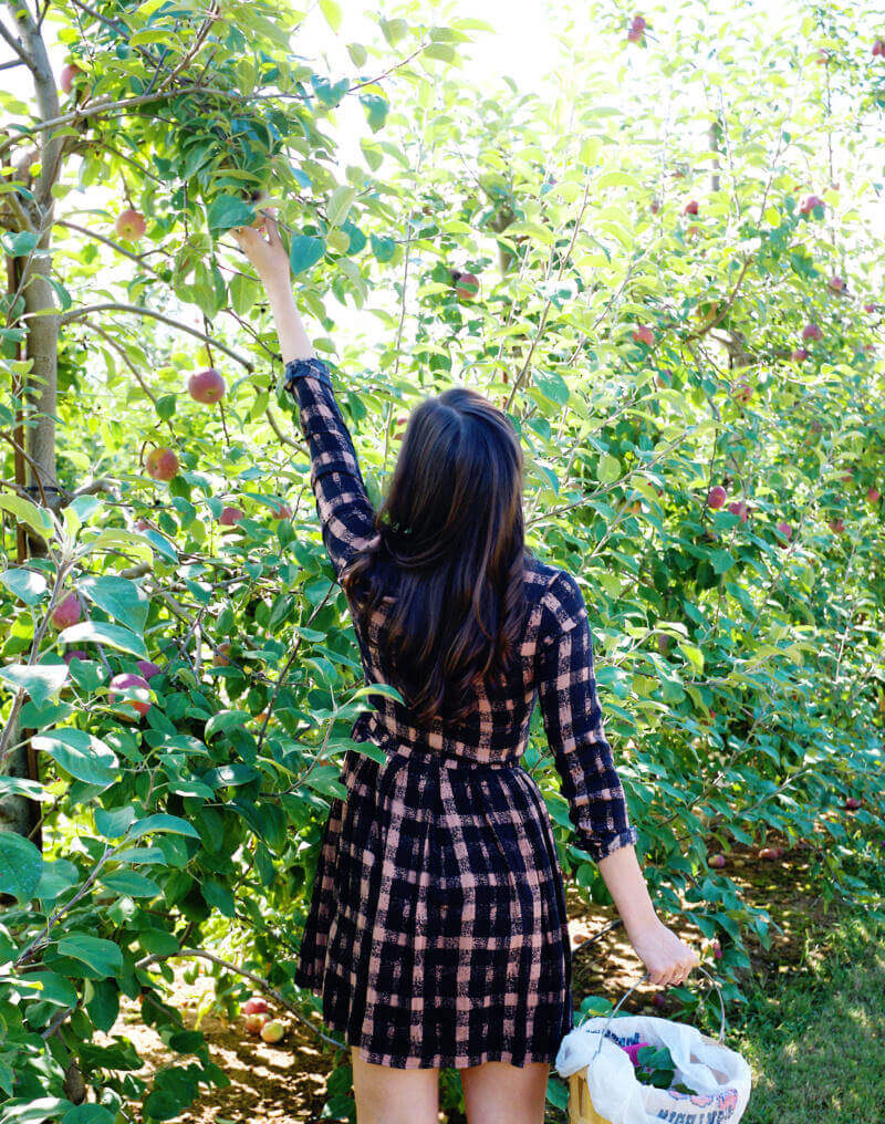 She's So Bright - Eva reaching for apples