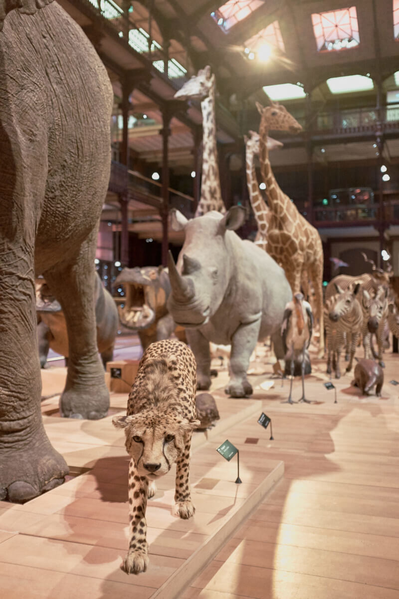 She's So Bright - The Captivating Colors of Paris’s Grand Gallery of Evolution