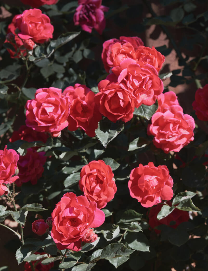 She's So Bright - Thoughts for the Weekend, Santa Fe Roses