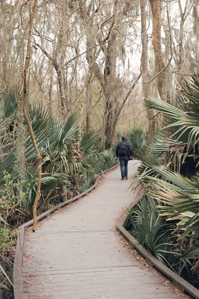 She's So Bright - The Eerie Loveliness of the Jean Lafitte Swamp