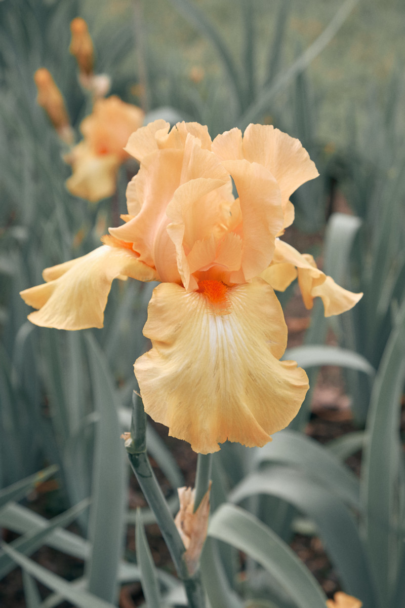 She's So Bright - Thoughts for the Weekend, June 8, 2018, Flowers in the Iris Garden