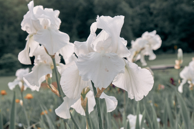 She's So Bright - Thoughts for the Weekend, June 8, 2018, Flowers in the Iris Garden