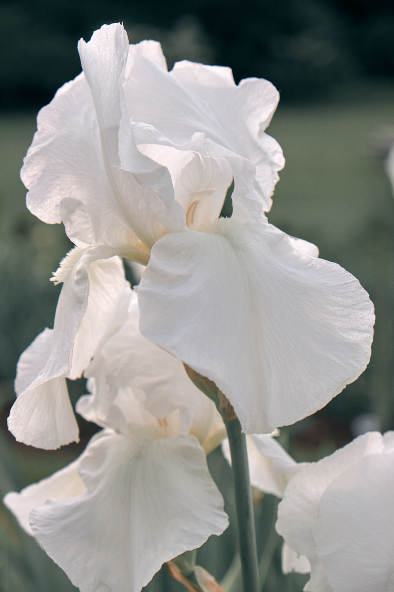 She's So Bright - Thoughts for the Weekend, June 8, 2018, Flowers in the Iris Garden