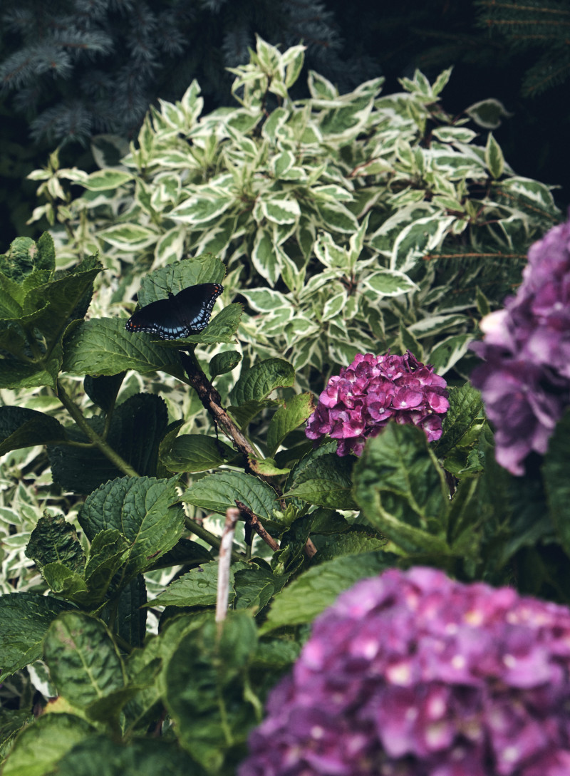 Thoughts for the Weekend and How I'm Staying Sane the Rest of the Summer. Butterfly, hydrangea bush, moody.