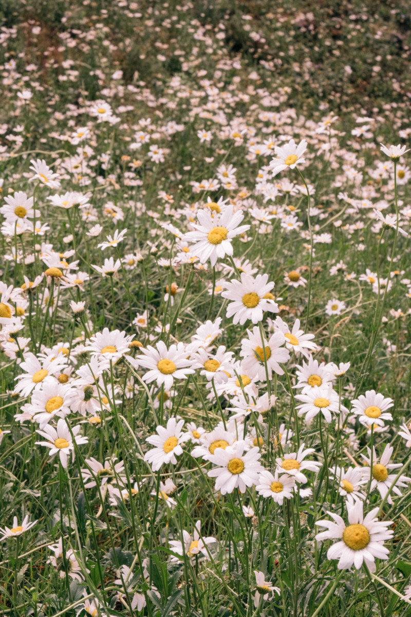 She's So Bright - Eva Goes West To Dunton Hot Springs, Telluride, Colorado, Travel, Old West, Log Cabin, Scenic, Travel Goals, Daisy Flowers, Botanicals