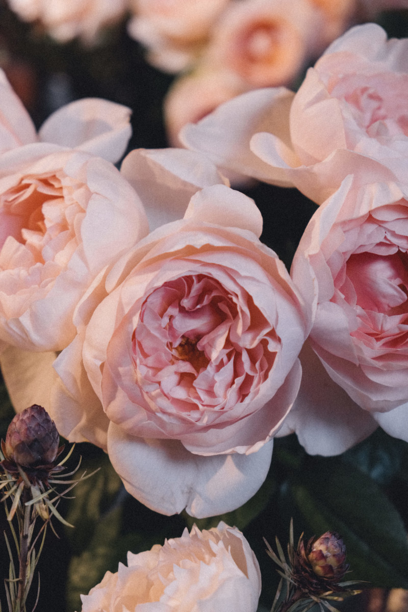 First Impressions of Tokyo - She's So Bright, Japan, City, Travel, Asia, Wanderlust, Photography, Fujifilm, Flowers. Farmers Market, Roses