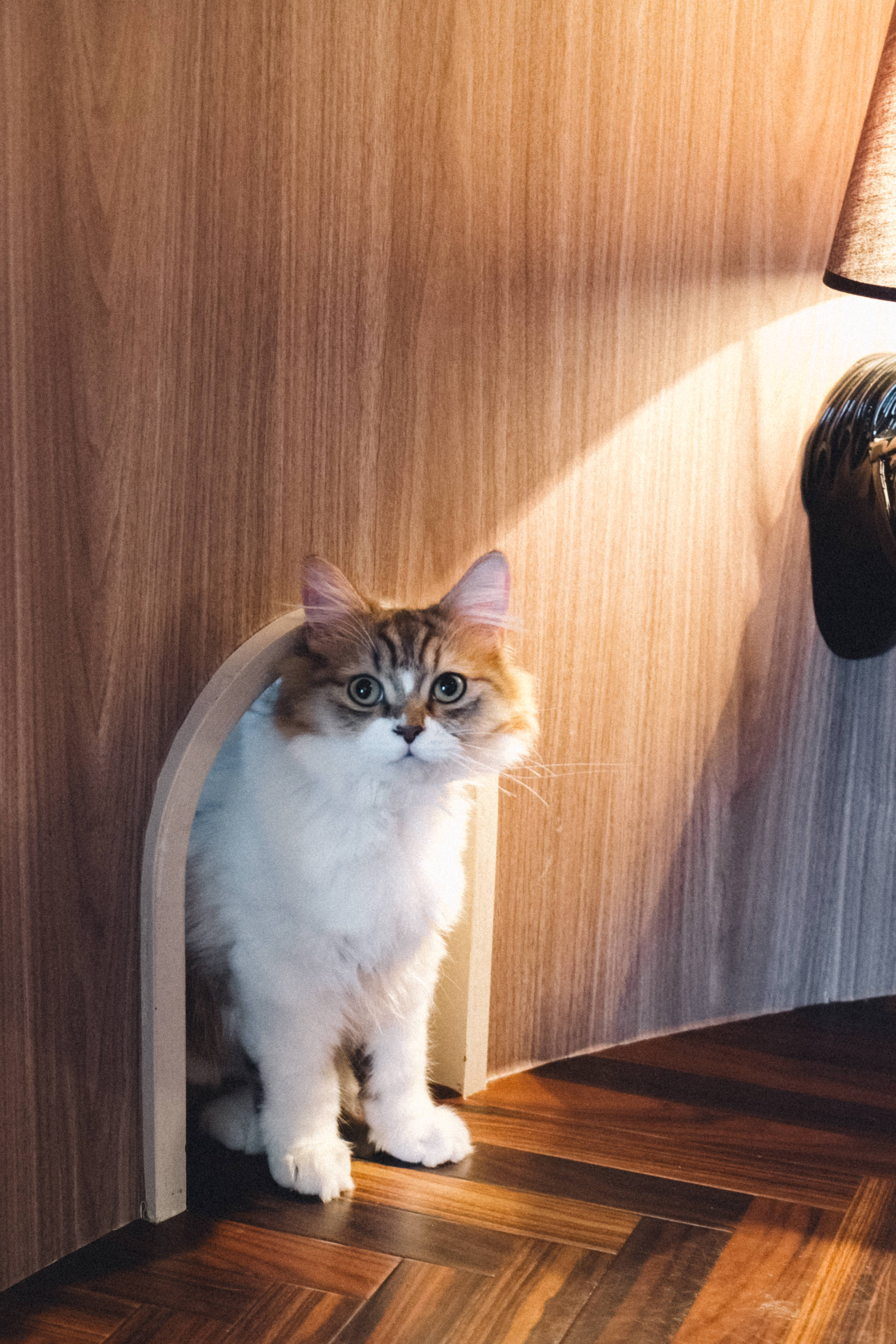 Scenes from a Tokyo Cat Cafe - She's So Bright, Cats, Kitties, Tokyo, Persian, Cute, Aww, Adorable, Animals, Kittens