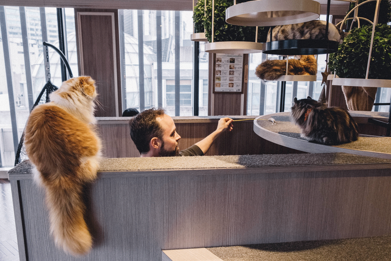 Scenes from a Tokyo Cat Cafe - She's So Bright, Cats, Kitties, Tokyo, Persian, Cute, Aww, Adorable, Animals, Kittens, GIF